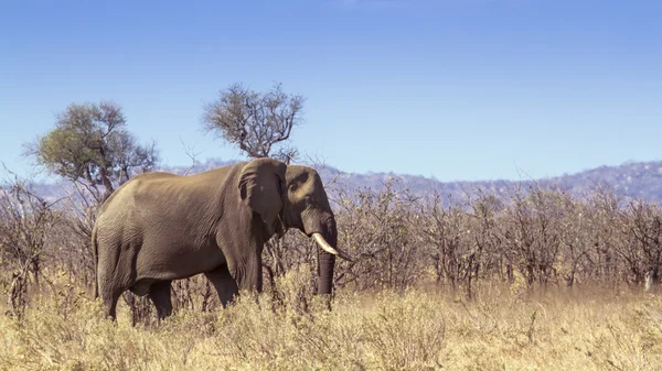 Éléphant de brousse d'Afrique dans le parc national Kruger — Photo