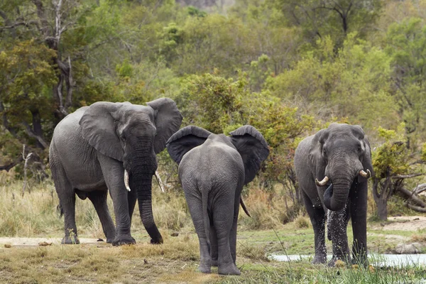 Afrikaanse bush elephant in Kruger National park — Stockfoto