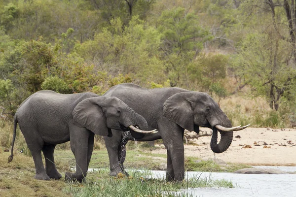 African bush elephant in Kruger National park — Stock Photo, Image