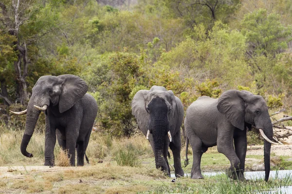 Elefante del bush africano nel parco nazionale di Kruger — Foto Stock