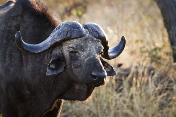 Búfalo africano no parque nacional de Kruger — Fotografia de Stock