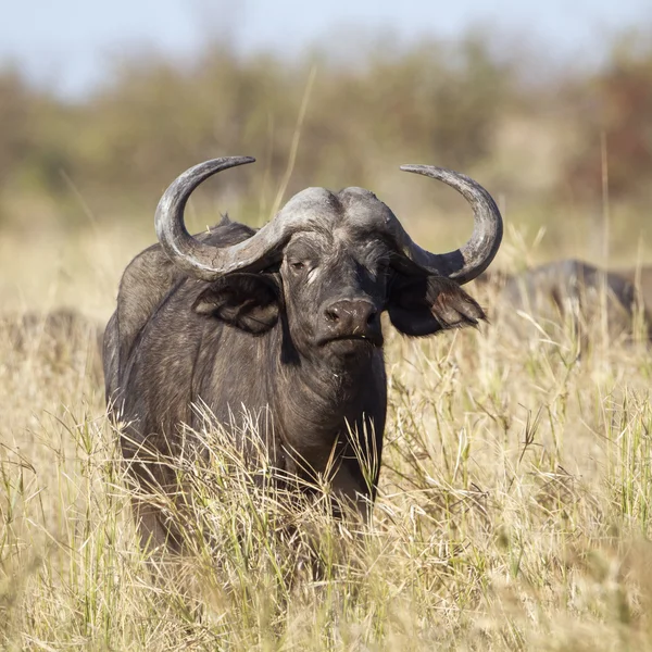 非洲水牛在克鲁格国家公园 — 图库照片