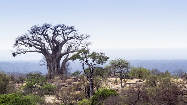 Veld τοπίο με baobab στο Εθνικό Πάρκο Κρούγκερ — Φωτογραφία Αρχείου