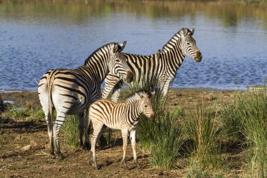 Burchell s zebra Kruger National park