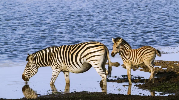 Burchell s zebra a Kruger Nemzeti park — Stock Fotó