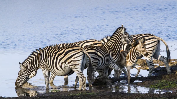 Burchell s zebra i Kruger National park — Stockfoto