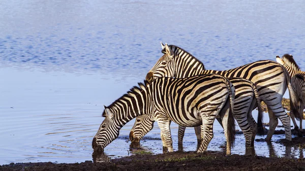 Burchell s zebra w Kruger National park — Zdjęcie stockowe