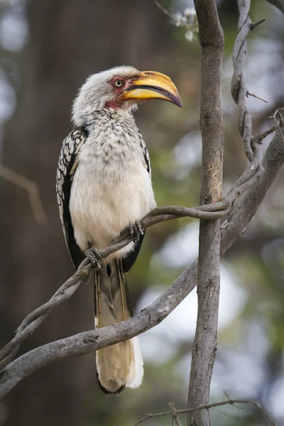 Southern yellow-billed hornbill in Kruger National park — Stock Photo, Image