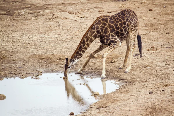 Żyrafa w Kruger National park — Zdjęcie stockowe