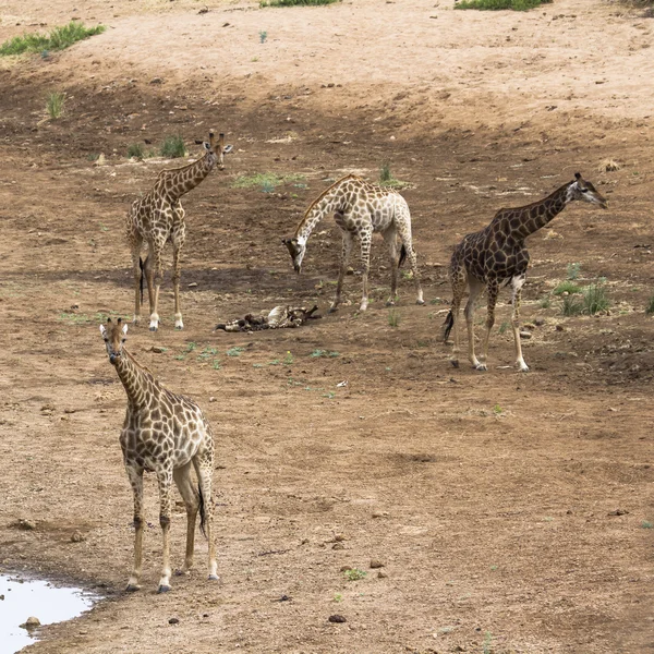 Girafe dans le parc national Kruger — Photo