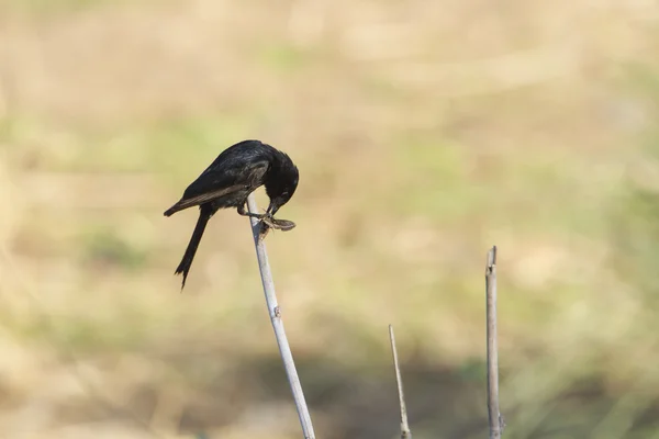 Drongo de cauda de garfo no parque nacional de Kruger — Fotografia de Stock