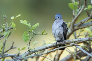 Zümrüt lekeli ahşap güvercin Kruger National park
