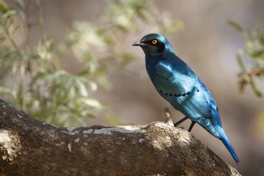 Bayağı parlak-Starling Kruger National park