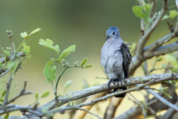 Emerald-spotted Wood-Dove in Kruger National park — Stock Photo, Image