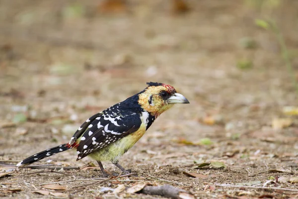 Tepeli kaniş Kruger National park