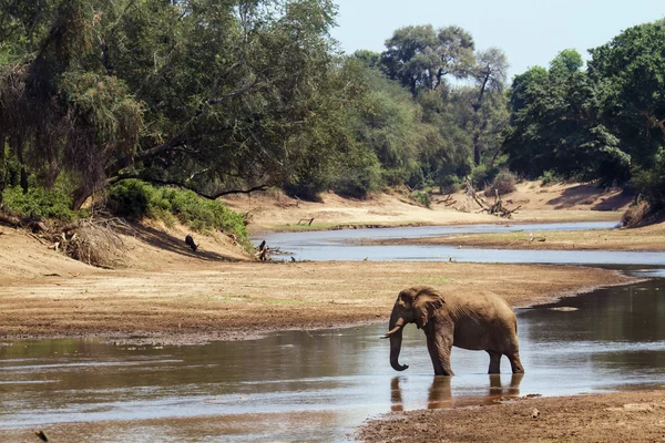 Elefante del bush africano nel parco nazionale di Kruger — Foto Stock
