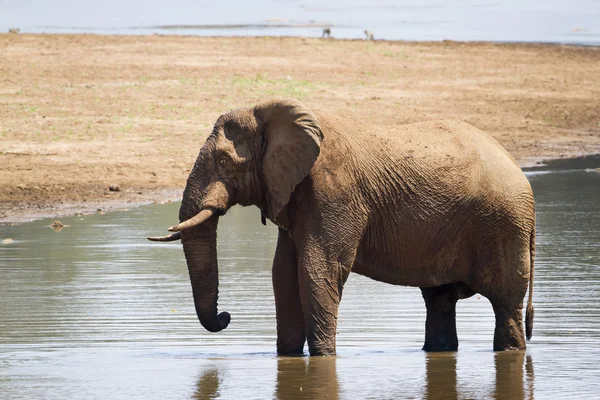 African bush elephant in Kruger National park — Stock Photo, Image