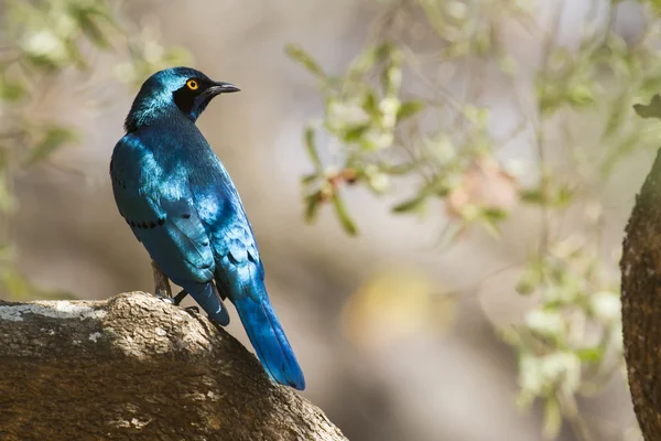 Burchell 's Glossy-Starling in Kruger National Park — стоковое фото