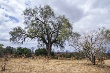 Impala Kruger National park