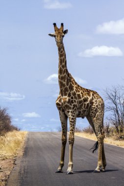 Giraffe in Kruger National park clipart
