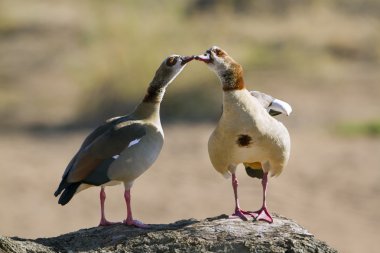Mısır kaz Kruger National park