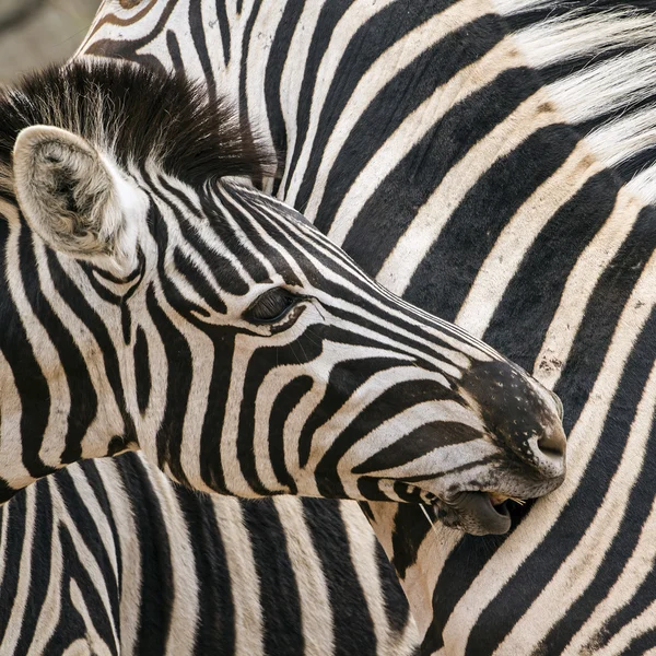 Burchells zebra in Kruger National park — Stock Photo, Image