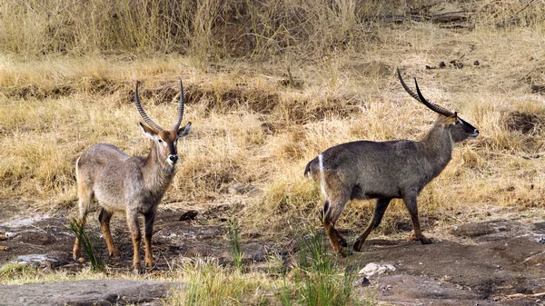 Waterbuck en el Parque Nacional Kruger —  Fotos de Stock