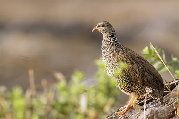 Γενέθλιο francolin στο Εθνικό Πάρκο Κρούγκερ — Φωτογραφία Αρχείου