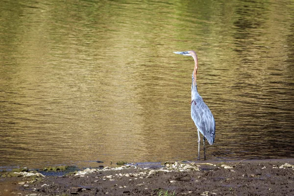 Czapla olbrzymia w Kruger National park — Zdjęcie stockowe