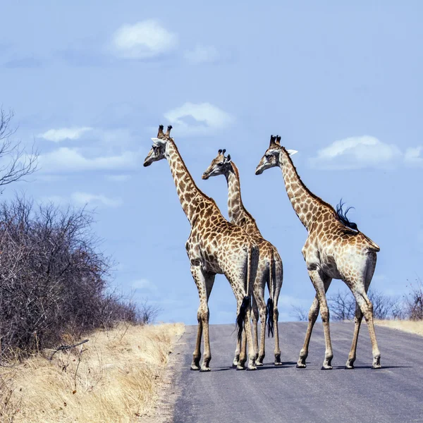 Jirafa en el Parque Nacional Kruger — Foto de Stock