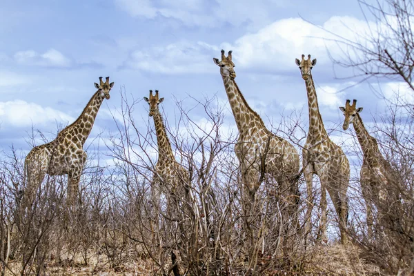 Giraffe in Kruger National park — Stock Photo, Image