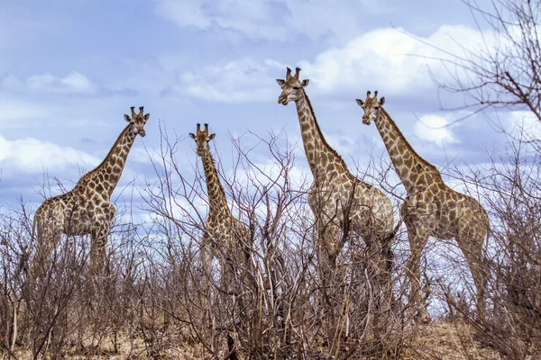 Giraffe in Kruger National park — Stock Photo, Image