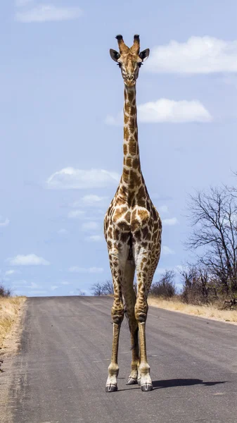 Zsiráf a Kruger Nemzeti park — Stock Fotó
