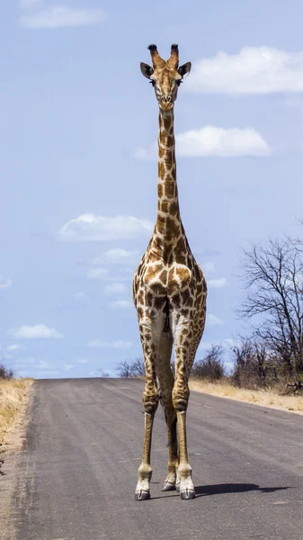 Girafa no Parque Nacional Kruger — Fotografia de Stock