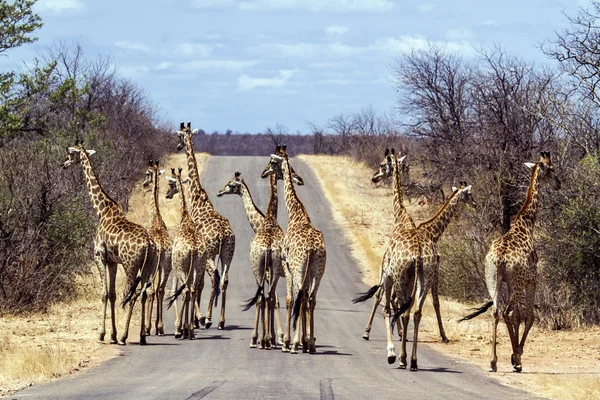 Giraffa nel parco nazionale di Kruger — Foto Stock