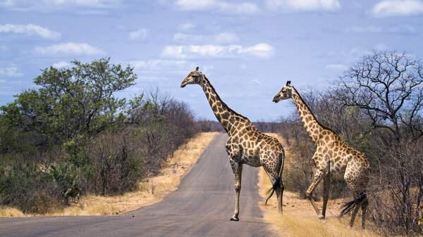 Specie Giraffa camelopardalis family of Giraffidae