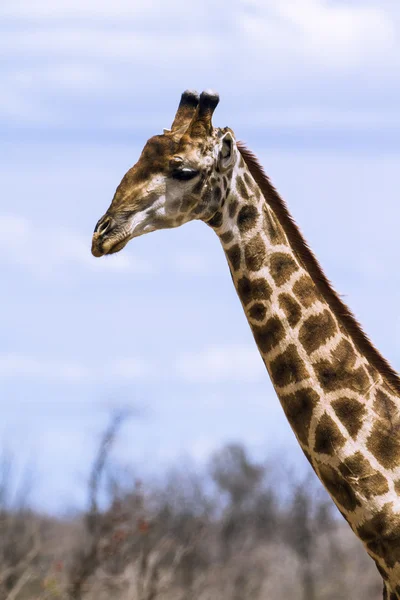 Giraffe im Kruger Nationalpark — Stockfoto