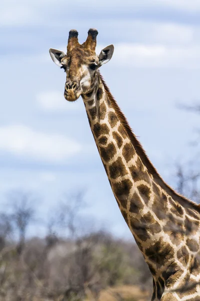 Zürafa Kruger National park — Stok fotoğraf