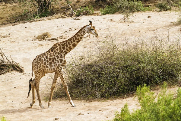 Zürafa Kruger National park — Stok fotoğraf