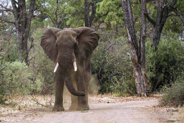 Elefante arbusto africano no parque nacional de Kruger — Fotografia de Stock