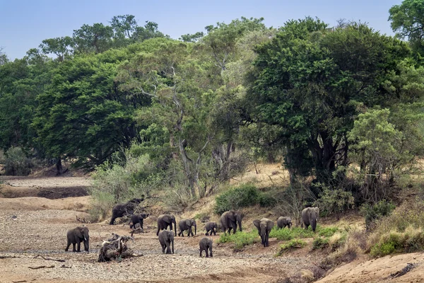 Elefante del bush africano nel parco nazionale di Kruger — Foto Stock