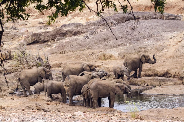 Elefante arbusto africano en el Parque Nacional Kruger —  Fotos de Stock