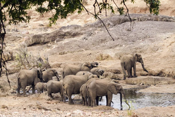 African bush elephant in Kruger National park — Stock Photo, Image