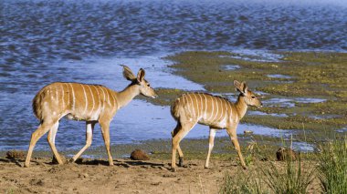 Nyala Kruger National park