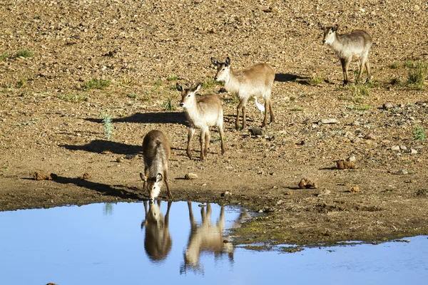 Waterbuck 크루 거 국립 공원 — 스톡 사진