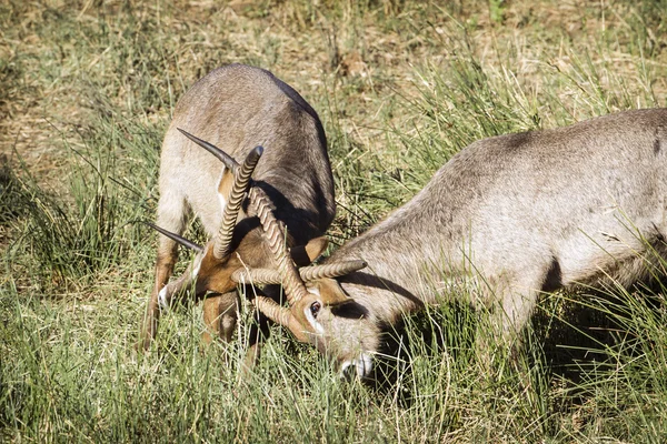 Waterbuck in Kruger National park — Stock Photo, Image