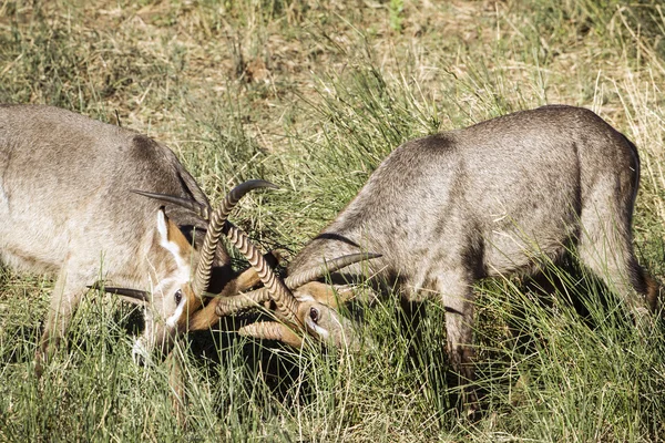 Waterbuck nel Parco nazionale di Kruger — Foto Stock