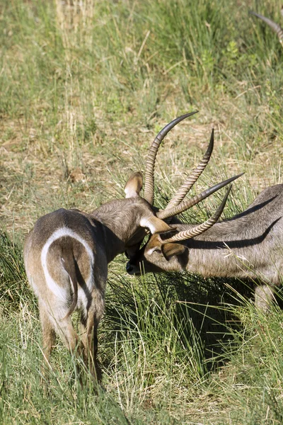 Waterbuck en el Parque Nacional Kruger —  Fotos de Stock