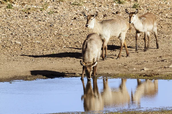 Waterbuck nel Parco nazionale di Kruger — Foto Stock