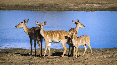 Nyala Kruger National park